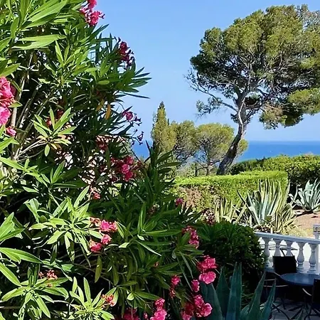 Rose Comfortable * Saint-Raphael (Var)